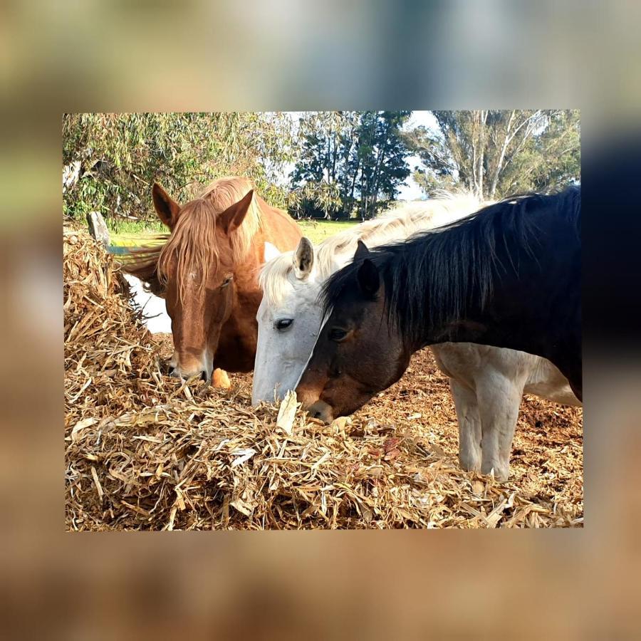Posada Rural La Corbera أوتريرا المظهر الخارجي الصورة