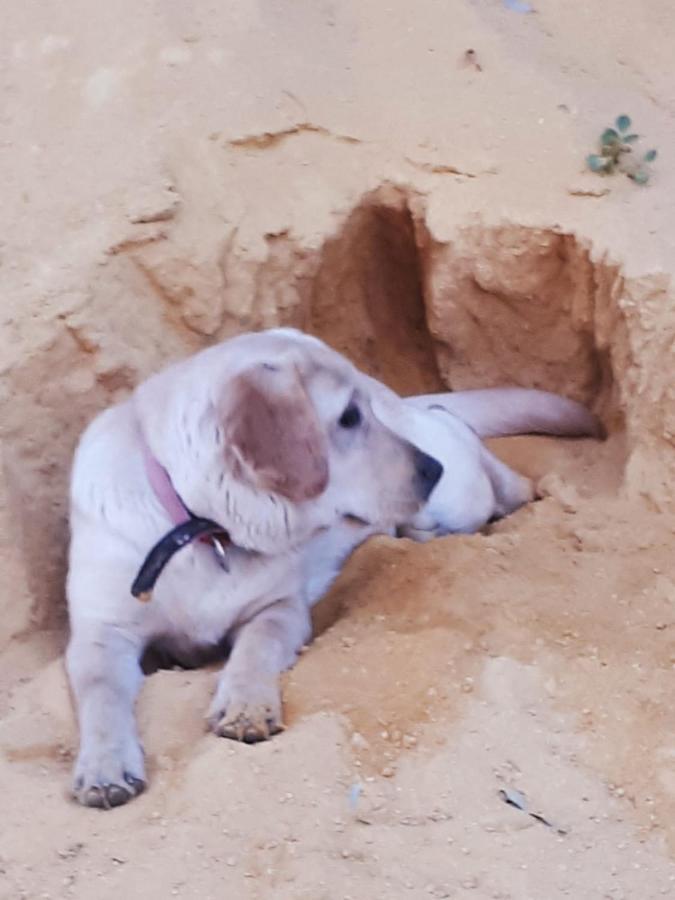 Posada Rural La Corbera أوتريرا المظهر الخارجي الصورة